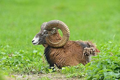 童年回忆！《雪人兄弟 特别版》将上架任天堂Switch